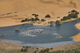 Image du Maroc Professionnelle de  Vue aérienne de la partie stagnante de la Sakia Al Hamra au environ de Laayoune où des oiseaux migrateurs comme les flamants roses trouvent refuge et repos durant leur voyage selon la saison, le 9 Avril 2010. (Photo / Abdeljalil Bounhar)


 